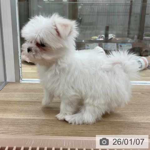 福岡県のマルチーズ (ペットプラス 八幡東店/2025年10月25日生まれ/男の子/ホワイト)の子犬の3枚目の画像