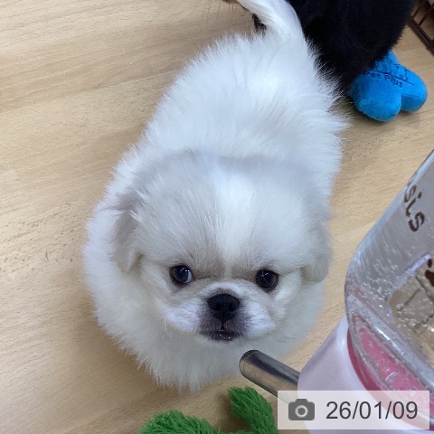 福岡県のペキニーズ (ペットプラス MARK IS 福岡ももち店/2025年11月4日生まれ/男の子/クリームホワイト)の子犬の4枚目の画像