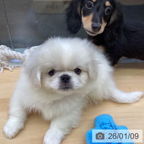福岡県のペキニーズ (ペットプラス MARK IS 福岡ももち店/2025年11月4日生まれ/男の子/クリームホワイト)の子犬の3枚目の画像
