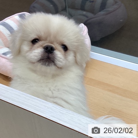 宮崎県のペキニーズ (ペットプラス 宮崎店/2025年11月4日生まれ/男の子/クリームホワイト)の子犬の4枚目の画像