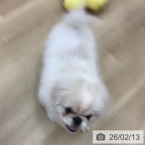 宮崎県のペキニーズ (ペットプラス 宮崎店/2025年11月4日生まれ/男の子/クリームホワイト)の子犬の3枚目の画像