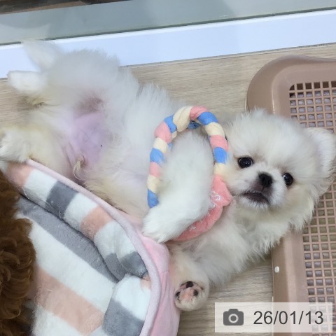 沖縄県のペキニーズ (ペットプラス 沖縄ライカム店/2025年11月4日生まれ/男の子/クリームホワイト)の子犬の3枚目の画像