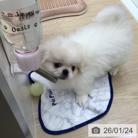 沖縄県のペキニーズ (ペットプラス 沖縄ライカム店/2025年11月4日生まれ/男の子/クリームホワイト)の子犬の4枚目の画像