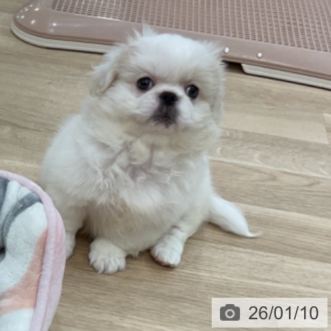 福岡県のペキニーズ (ペットプラス 香椎浜店/2025年11月4日生まれ/女の子/クリームホワイト)の子犬の3枚目の画像