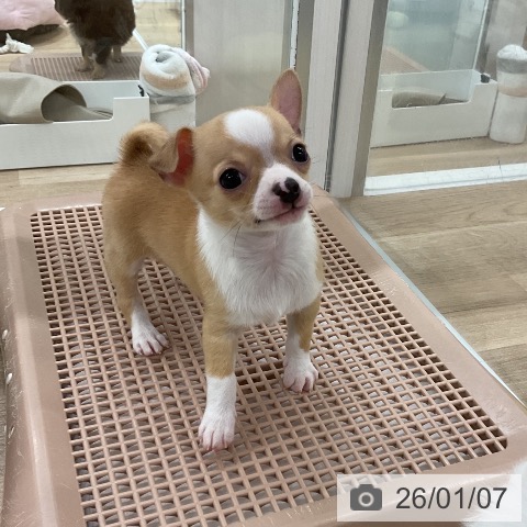 福岡県のチワワ(ロング) (ペットプラス 八幡東店/2025年11月8日生まれ/男の子/フォーンホワイト)の子犬の4枚目の画像