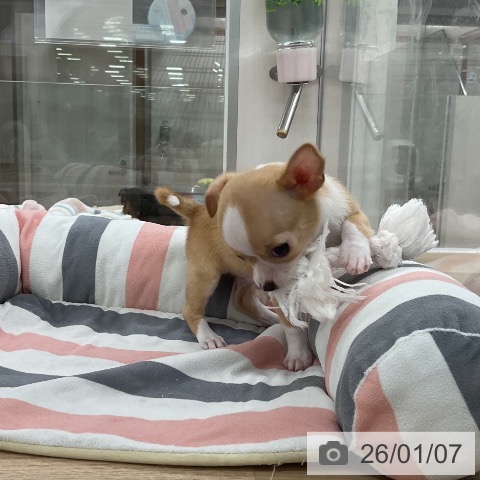 福岡県のチワワ(ロング) (ペットプラス 八幡東店/2025年11月8日生まれ/男の子/フォーンホワイト)の子犬の3枚目の画像