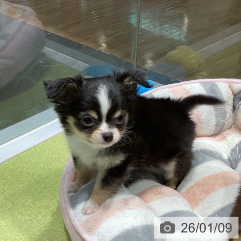 福岡県のチワワ(ロング) (ペットプラス MARK IS 福岡ももち店/2025年11月8日生まれ/男の子/ブラックタンホワイト)の子犬の4枚目の画像