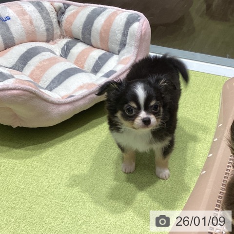 福岡県のチワワ(ロング) (ペットプラス MARK IS 福岡ももち店/2025年11月8日生まれ/男の子/ブラックタンホワイト)の子犬の3枚目の画像