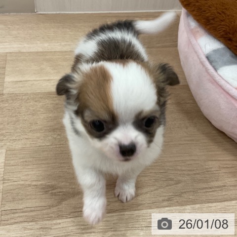 福岡県のチワワ(ロング) (ペットプラス ららぽーと福岡店/2025年11月8日生まれ/女の子/ホワイトセーブル)の子犬の4枚目の画像