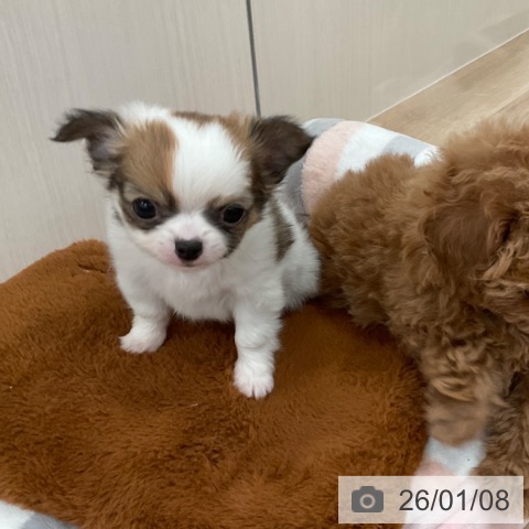 福岡県のチワワ(ロング) (ペットプラス ららぽーと福岡店/2025年11月8日生まれ/女の子/ホワイトセーブル)の子犬の3枚目の画像