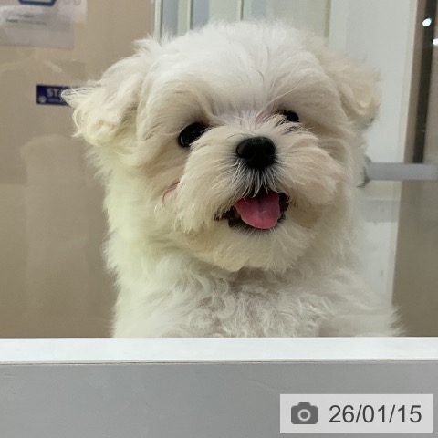 福岡県のマルチーズ (ペットプラス 福岡店/2025年11月10日生まれ/男の子/ホワイト)の子犬の4枚目の画像