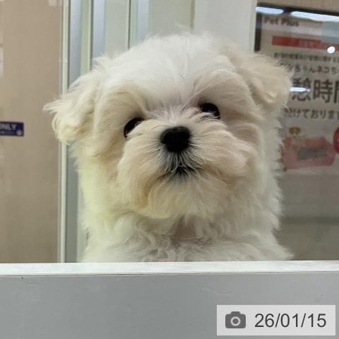 福岡県のマルチーズ (ペットプラス 福岡店/2025年11月10日生まれ/男の子/ホワイト)の子犬の3枚目の画像