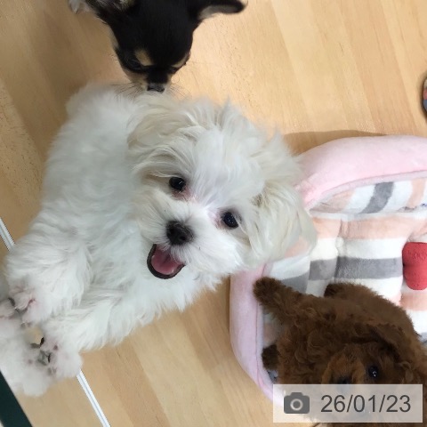 熊本県のマルチーズ (ペットプラス 熊本店/2025年11月10日生まれ/男の子/ホワイト)の子犬の3枚目の画像