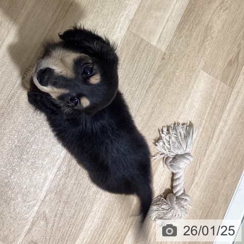 鹿児島県のミニチュアダックスフンド(ロング) (ペットプラス 姶良店/2025年11月11日生まれ/男の子/ブラックイエロー)の子犬の4枚目の画像