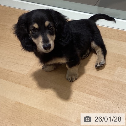 鹿児島県のミニチュアダックスフンド(ロング) (ペットプラス 姶良店/2025年11月11日生まれ/男の子/ブラックイエロー)の子犬の4枚目の画像