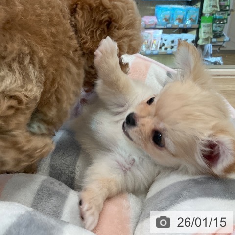 福岡県のチワワ(ロング) (ペットプラス ららぽーと福岡店/2025年11月12日生まれ/男の子/クリームホワイト)の子犬の4枚目の画像