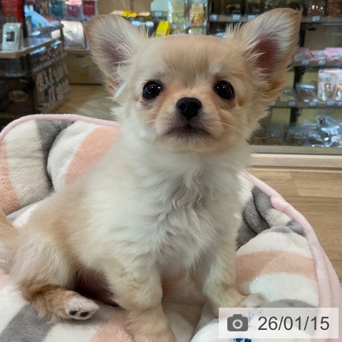 福岡県のチワワ(ロング) (ペットプラス ららぽーと福岡店/2025年11月12日生まれ/男の子/クリームホワイト)の子犬の3枚目の画像