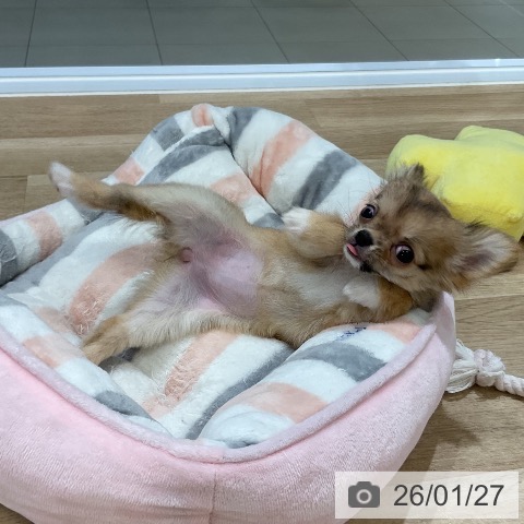 福岡県のチワワ(ロング) (ペットプラス 香椎浜店/2025年11月12日生まれ/女の子/フォーンホワイト)の子犬の3枚目の画像