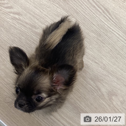 長崎県のチワワ(ロング) (ペットプラス 長崎店/2025年11月3日生まれ/男の子/フォーンホワイト)の子犬の4枚目の画像