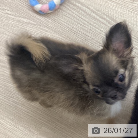 長崎県のチワワ(ロング) (ペットプラス 長崎店/2025年11月3日生まれ/男の子/フォーンホワイト)の子犬の3枚目の画像