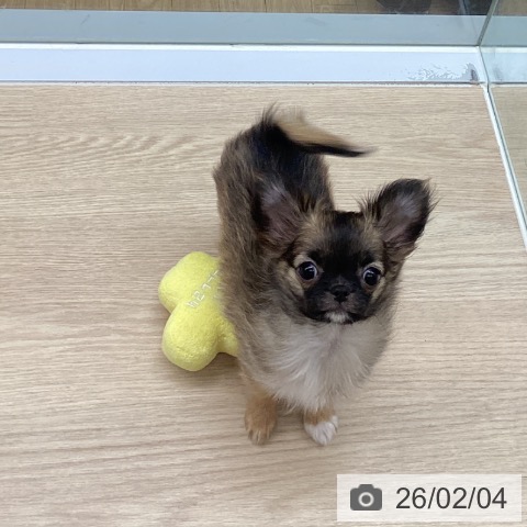 長崎県のチワワ(ロング) (ペットプラス 長崎店/2025年11月3日生まれ/男の子/フォーンホワイト)の子犬の4枚目の画像