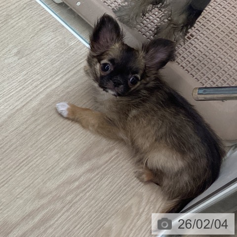 長崎県のチワワ(ロング) (ペットプラス 長崎店/2025年11月3日生まれ/男の子/フォーンホワイト)の子犬の3枚目の画像