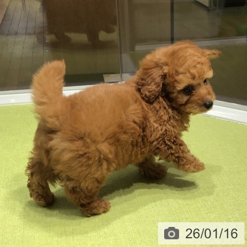 福岡県のトイプードル(トイ) (ペットプラス 福岡店/2025年11月12日生まれ/男の子/レッド)の子犬の3枚目の画像