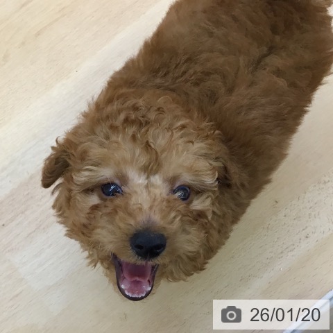 福岡県のトイプードル(トイ) (ペットプラス 福岡店/2025年11月12日生まれ/男の子/レッド)の子犬の4枚目の画像