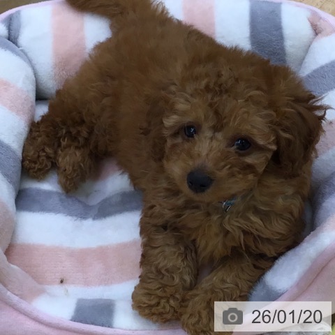 福岡県のトイプードル(トイ) (ペットプラス 福岡店/2025年11月12日生まれ/男の子/レッド)の子犬の3枚目の画像