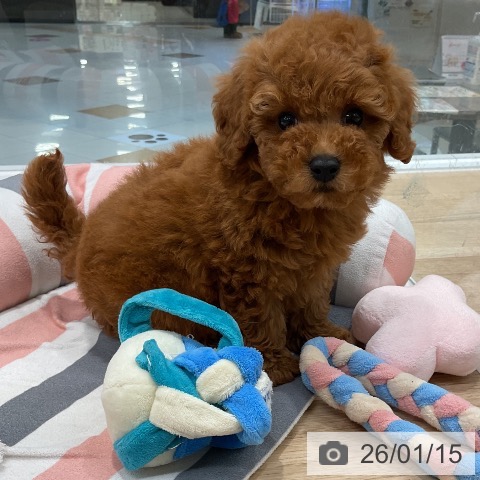 福岡県のトイプードル(トイ) (ペットプラス 八幡東店/2025年11月12日生まれ/男の子/レッド)の子犬の4枚目の画像