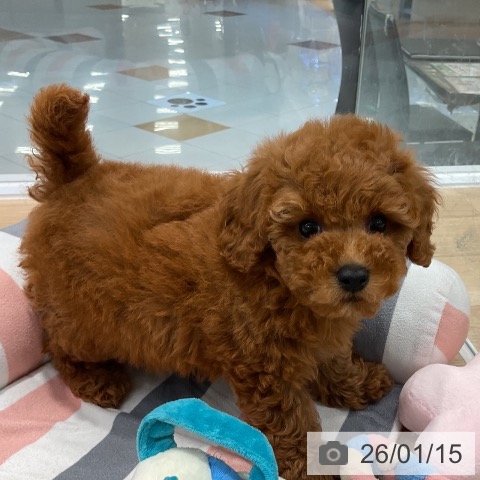 福岡県のトイプードル(トイ) (ペットプラス 八幡東店/2025年11月12日生まれ/男の子/レッド)の子犬の3枚目の画像