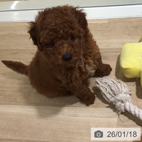 福岡県のトイプードル(トイ) (ペットプラス 八幡東店/2025年11月12日生まれ/女の子/レッド)の子犬の3枚目の画像