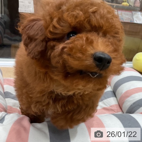 福岡県のトイプードル(トイ) (ペットプラス 八幡東店/2025年11月12日生まれ/女の子/レッド)の子犬の3枚目の画像