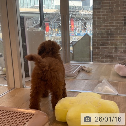 福岡県のトイプードル(トイ) (ペットプラス ららぽーと福岡店/2025年11月12日生まれ/女の子/レッド)の子犬の4枚目の画像