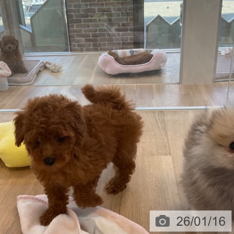 福岡県のトイプードル(トイ) (ペットプラス ららぽーと福岡店/2025年11月12日生まれ/女の子/レッド)の子犬の3枚目の画像