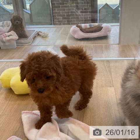 福岡県のトイプードル(トイ) (ペットプラス ららぽーと福岡店/2025年11月12日生まれ/女の子/レッド)の子犬の3枚目の画像