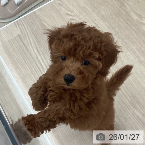 長崎県のトイプードル(トイ) (ペットプラス 長崎店/2025年11月12日生まれ/女の子/レッド)の子犬の4枚目の画像