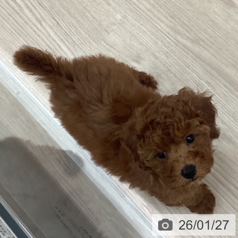 長崎県のトイプードル(トイ) (ペットプラス 長崎店/2025年11月12日生まれ/女の子/レッド)の子犬の3枚目の画像