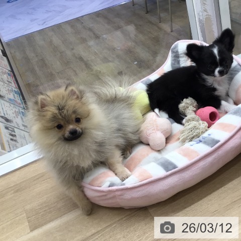 ポメラニアンの写真