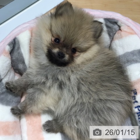 熊本県のポメラニアン (ペットプラス 熊本店/2025年11月8日生まれ/男の子/ウルフセーブル)の子犬の3枚目の画像