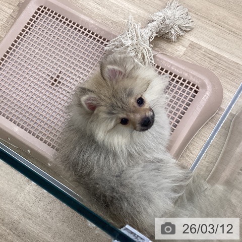 福岡県のポメラニアン (ペットプラス 春日店/2025年11月8日生まれ/男の子/ウルフセーブル)の子犬の4枚目の画像