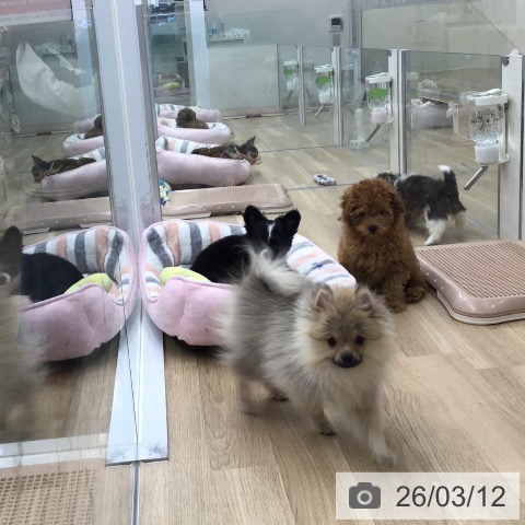 福岡県のポメラニアン (ペットプラス 春日店/2025年11月8日生まれ/男の子/ウルフセーブル)の子犬の3枚目の画像