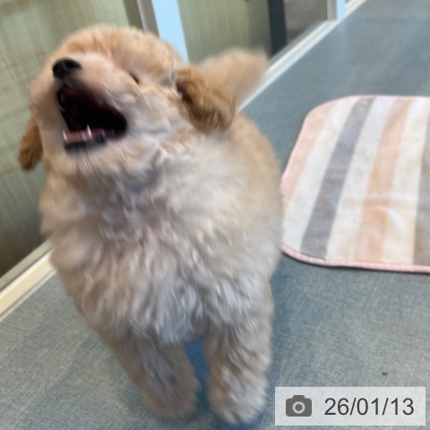 福岡県のトイプードル(トイ) (ペットプラス ららぽーと福岡店/2025年11月12日生まれ/男の子/ホワイト)の子犬の4枚目の画像