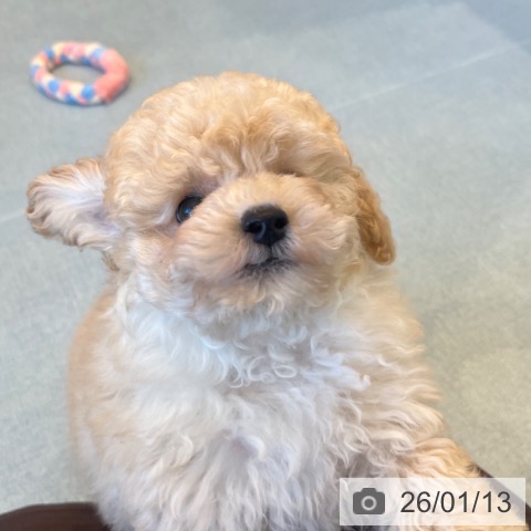 福岡県のトイプードル(トイ) (ペットプラス ららぽーと福岡店/2025年11月12日生まれ/男の子/ホワイト)の子犬の3枚目の画像