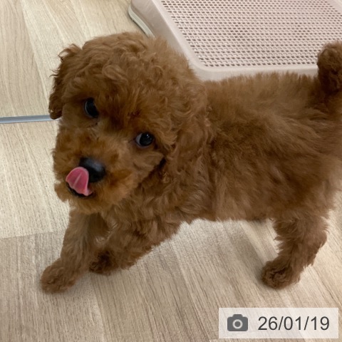 トイ・プードルの写真