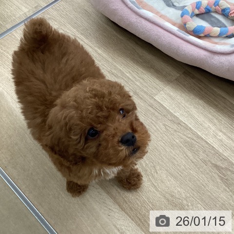 福岡県のトイプードル(トイ) (ペットプラス 春日店/2025年11月12日生まれ/男の子/レッド)の子犬の4枚目の画像