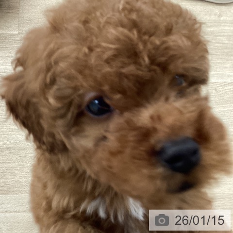 福岡県のトイプードル(トイ) (ペットプラス 春日店/2025年11月12日生まれ/男の子/レッド)の子犬の3枚目の画像