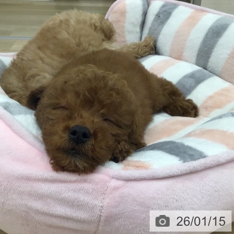 福岡県のトイプードル(トイ) (ペットプラス 春日店/2025年11月12日生まれ/男の子/レッド)の子犬の3枚目の画像