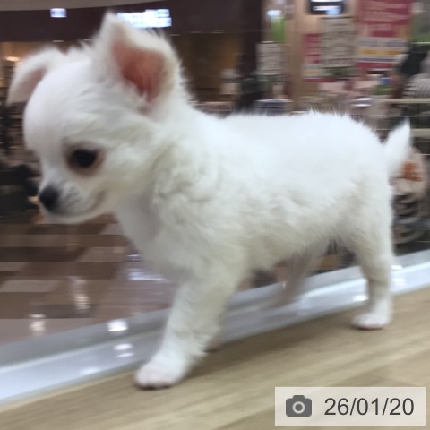 宮崎県のチワワ(ロング) (ペットプラス 宮崎店/2025年11月12日生まれ/女の子/クリームホワイト)の子犬の4枚目の画像