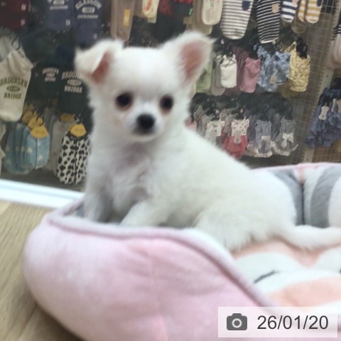 宮崎県のチワワ(ロング) (ペットプラス 宮崎店/2025年11月12日生まれ/女の子/クリームホワイト)の子犬の3枚目の画像